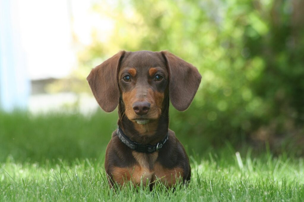 dog, dachshund, mini-4123618.jpg